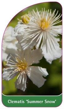 Clematis 'Summer Snow'