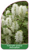 Fothergilla gardenii ,Gaulcophylla'