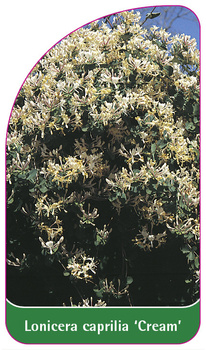 Lonicera caprilia 'Cream'