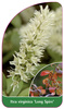 Itea virginica 'Long Spire',