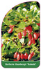 Berberis thunbergii 'Kobold'