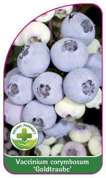Vaccinium corymbosum 'Goldtraube'