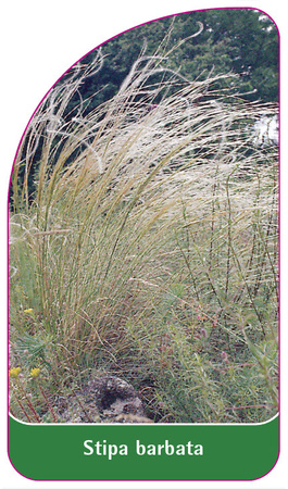 Stipa barbata