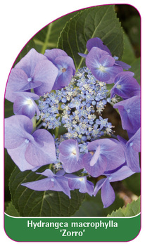 Hydrangea macrophylla 'Zorro'