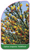 Cytisus scoparius 'Goldfinch'