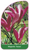 Magnolia 'Susan'