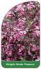 Weigela florida 'Purpurea'