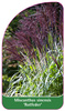 Miscanthus sinensis 'Rotfeder'