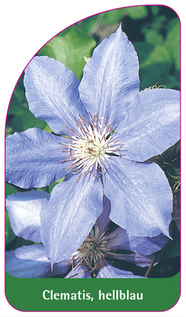 Clematis, hellblau