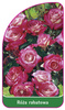 Discount rose Nr. 108 A