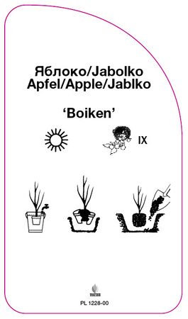 Jabłoń 'Boiken'