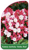 Kalmia latifolia 'Ostbo Red'