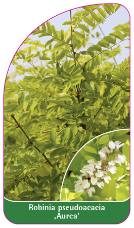Robinia pseudoacacia 'Aurea'
