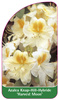 Azalea Knap-Hill-Hybride 'Harvest Moon'
