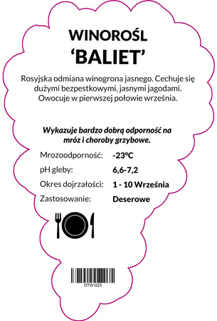 Winorośl Baliet