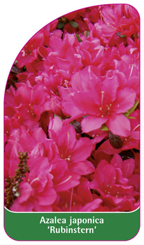 Azalea japonica 'Rubinstern'