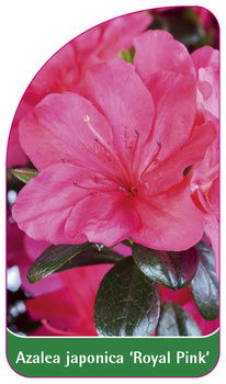 Azalea japonica 'Royal Pink'