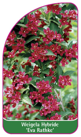 Weigela Hybride 'Eva Rathke'