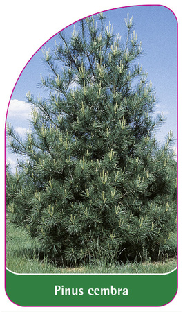 Pinus cembra