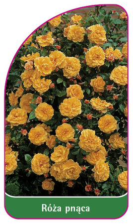 Róza pnąca Nr. 316 A