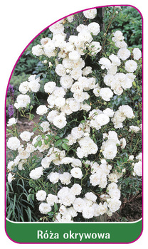 Róza okrywowa Nr. 296