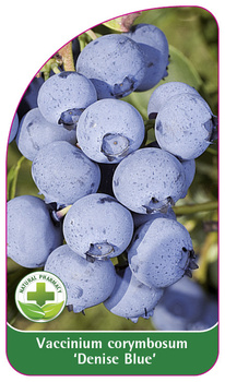 Vaccinium corymbosum 'Denise Blue'