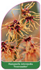 Hamamelis intermedia 'Feuerzauber'