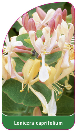 Lonicera caprifolium