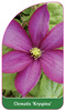 Clematis 'Kryspina'