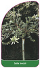 Salix bockii