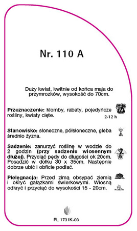 Trandafir cu flori mari Nr. 110