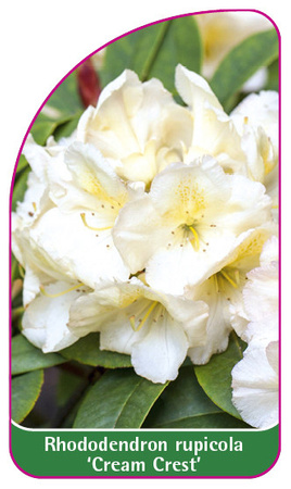 Rhododendron rupicola 'Cream Cost'