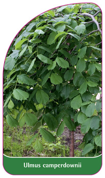 Ulmus camperdownii