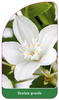 Deutzia gracilis