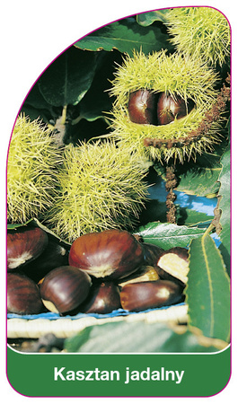 Chestnut