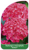 Hydrangea macrophylla 'Selma'
