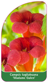 Campsis tagliabuana 'Madame Galen'
