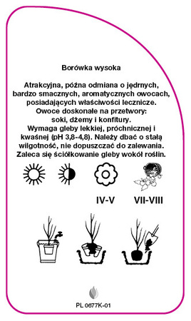 Vaccinium corymbosum 'Elizabeth'