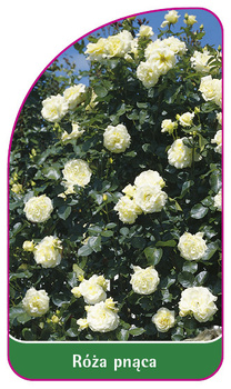 Urcarea trandafirului Nr. 327