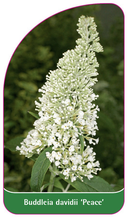 Buddleia davidii 'Peace'