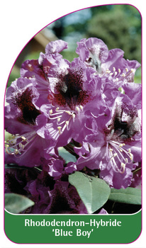 Rhododendron-Hybride 'Blue Boy'