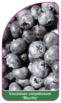 Vaccinium corymbosum 'Bluetta'
