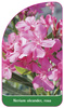 Nerium oleander, rosa