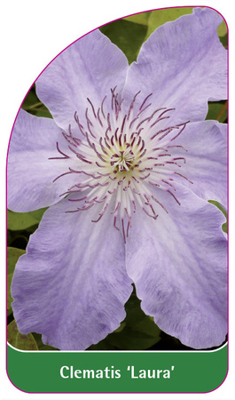 Clematis 'Laura'