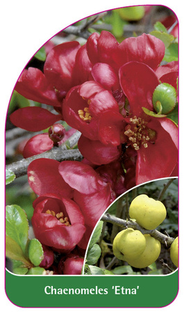 Chaenomeles 'Etna'