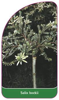 Salix bockii