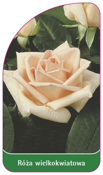 Trandafir cu flori mari Nr. 214