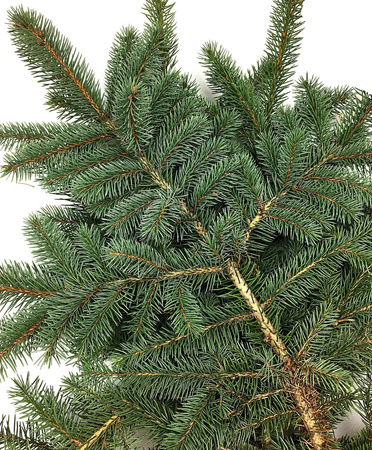 Gałązka świerka srebrna żywa do 40cm