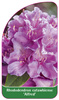 Rhododendron catawbiense 'Alfred'
