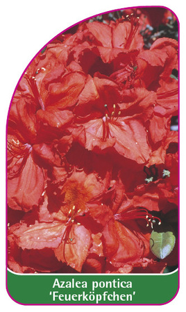 Azalea pontica 'Feuerköpfchen'